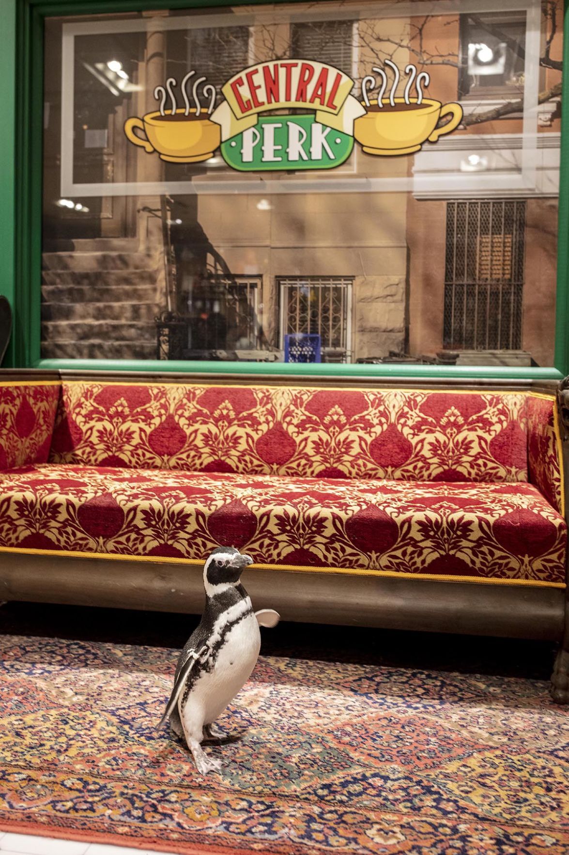 Penguin 'Friends'